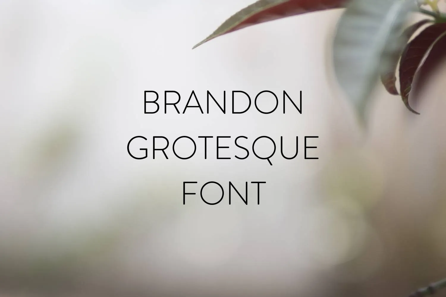 Brandon Grotesque Font Free Download